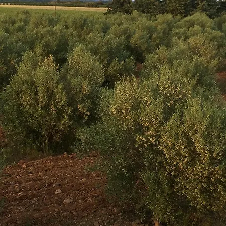 Domaine Des Lucques B&B With Private Infinity Pool & Grand Olive Grove * Bize-Minervois