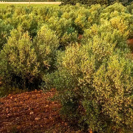 Domaine Des Lucques D'hôtes De Luxe Au Cœur D'oliveraie 3*